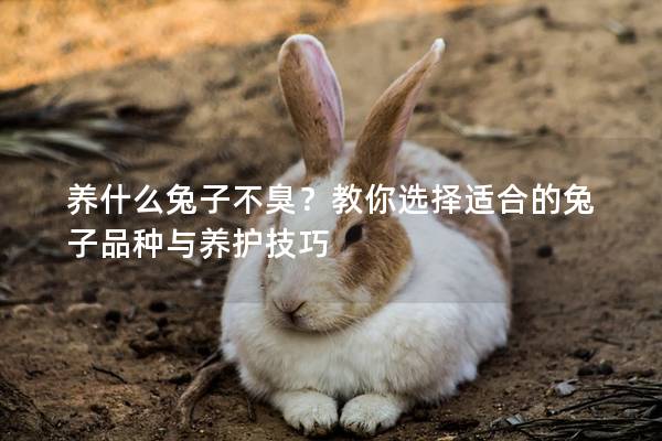 养什么兔子不臭？教你选择适合的兔子品种与养护技巧