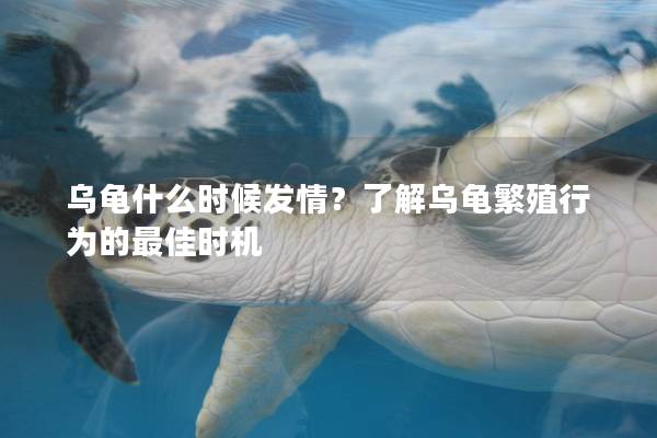 乌龟什么时候发情？了解乌龟繁殖行为的最佳时机
