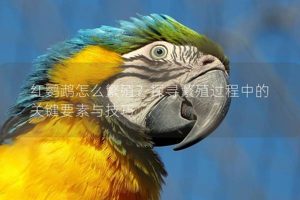 红鹦鹉怎么繁殖？探寻繁殖过程中的关键要素与技巧