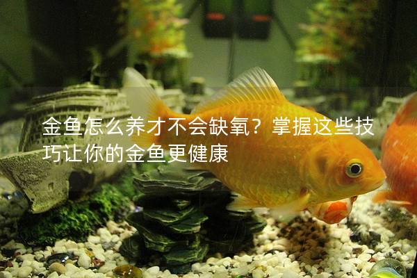 金鱼怎么养才不会缺氧？掌握这些技巧让你的金鱼更健康