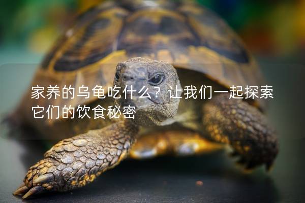 家养的乌龟吃什么？让我们一起探索它们的饮食秘密