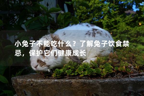 小兔子不能吃什么？了解兔子饮食禁忌，保护它们健康成长
