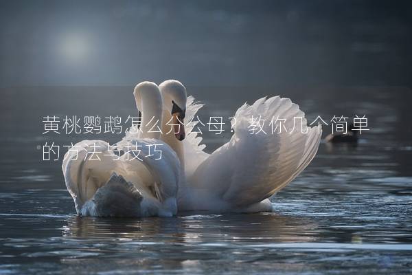 黄桃鹦鹉怎么分公母？教你几个简单的方法与技巧