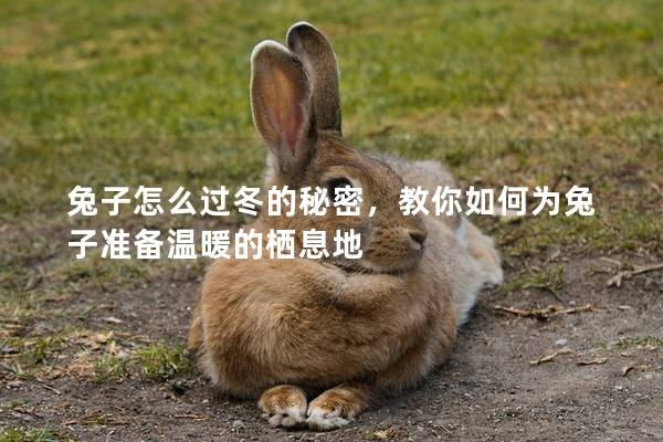兔子怎么过冬的秘密，教你如何为兔子准备温暖的栖息地