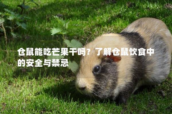 仓鼠能吃芒果干吗？了解仓鼠饮食中的安全与禁忌