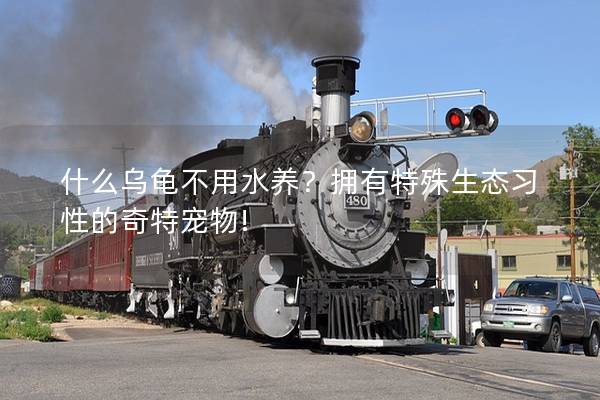 什么乌龟不用水养？拥有特殊生态习性的奇特宠物!