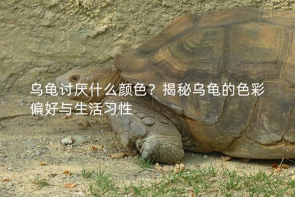 乌龟讨厌什么颜色？揭秘乌龟的色彩偏好与生活习性