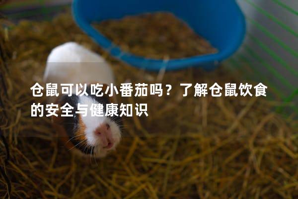 仓鼠可以吃小番茄吗？了解仓鼠饮食的安全与健康知识