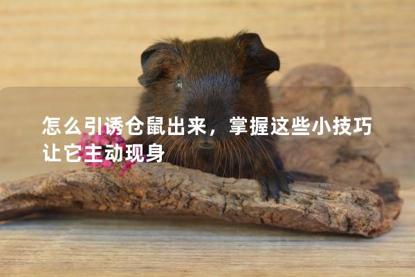 怎么引诱仓鼠出来，掌握这些小技巧让它主动现身