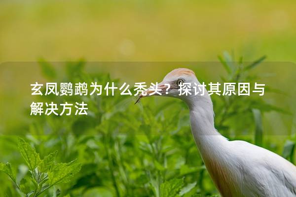 玄凤鹦鹉为什么秃头？探讨其原因与解决方法