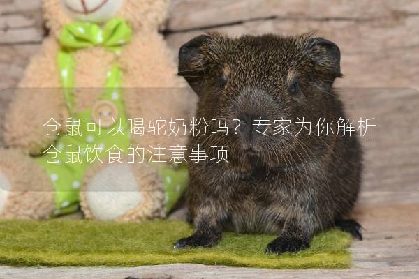 仓鼠可以喝驼奶粉吗？专家为你解析仓鼠饮食的注意事项
