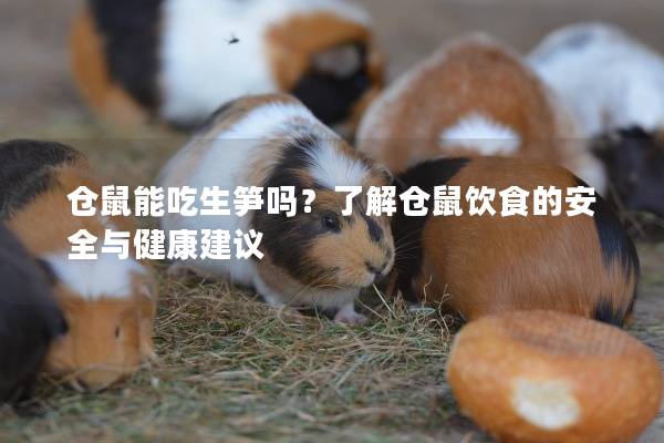 仓鼠能吃生笋吗？了解仓鼠饮食的安全与健康建议
