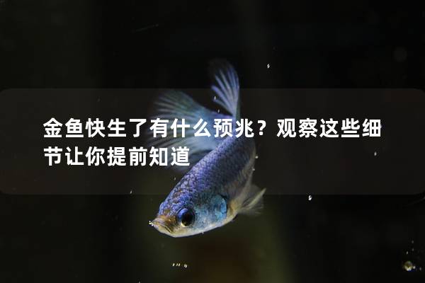 金鱼快生了有什么预兆？观察这些细节让你提前知道
