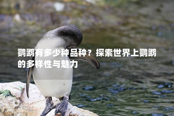 鹦鹉有多少种品种？探索世界上鹦鹉的多样性与魅力