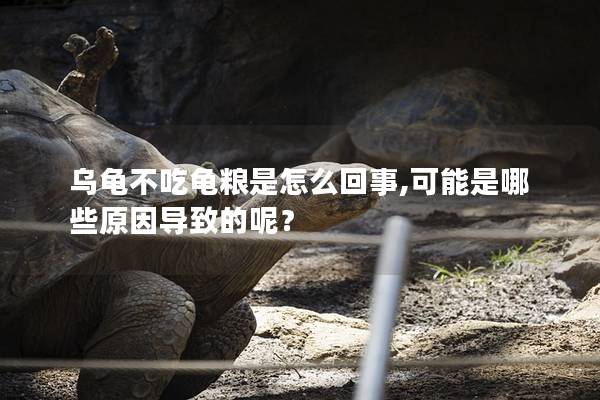 乌龟不吃龟粮是怎么回事,可能是哪些原因导致的呢？