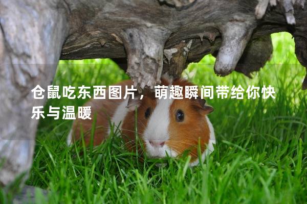 仓鼠吃东西图片，萌趣瞬间带给你快乐与温暖