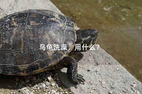 乌龟洗澡，用什么？