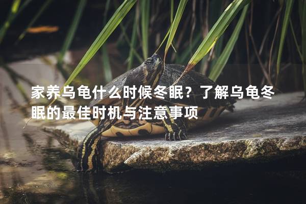 家养乌龟什么时候冬眠？了解乌龟冬眠的最佳时机与注意事项
