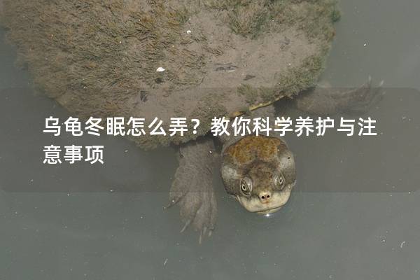 乌龟冬眠怎么弄？教你科学养护与注意事项
