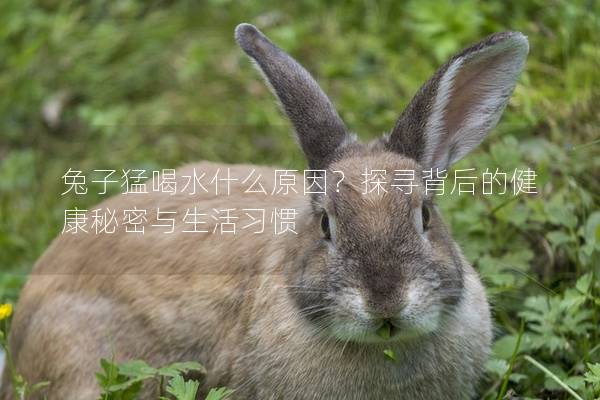 兔子猛喝水什么原因？探寻背后的健康秘密与生活习惯