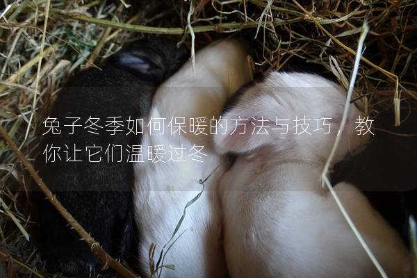 兔子冬季如何保暖的方法与技巧，教你让它们温暖过冬