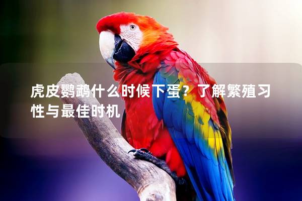 虎皮鹦鹉什么时候下蛋？了解繁殖习性与最佳时机