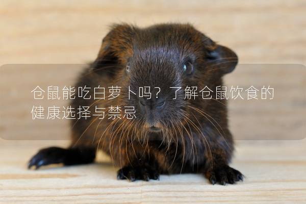 仓鼠能吃白萝卜吗？了解仓鼠饮食的健康选择与禁忌