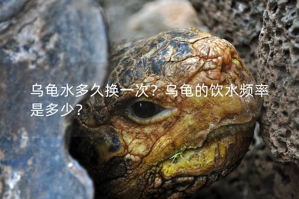乌龟水多久换一次？乌龟的饮水频率是多少？