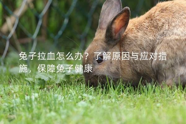 兔子拉血怎么办？了解原因与应对措施，保障兔子健康