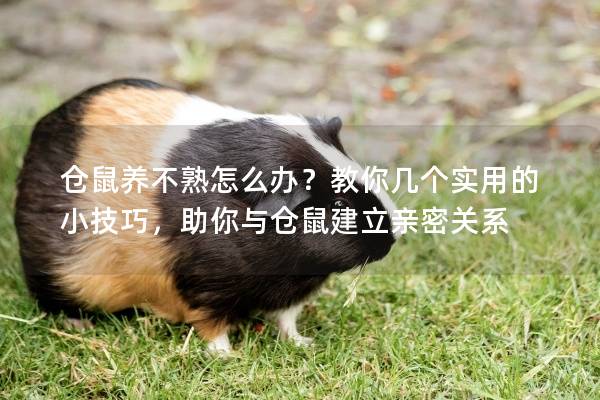 仓鼠养不熟怎么办？教你几个实用的小技巧，助你与仓鼠建立亲密关系