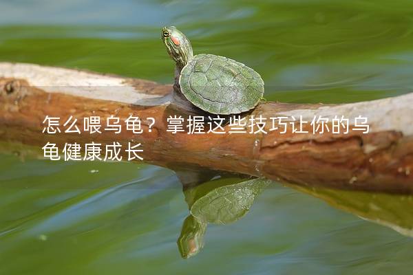 怎么喂乌龟？掌握这些技巧让你的乌龟健康成长