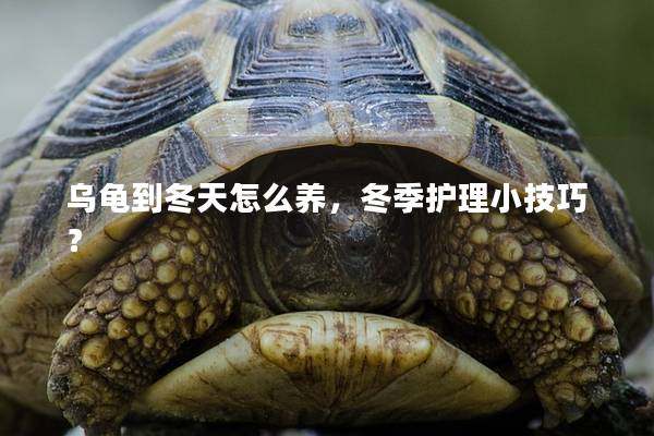 乌龟到冬天怎么养，冬季护理小技巧？
