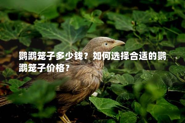 鹦鹉笼子多少钱？如何选择合适的鹦鹉笼子价格？