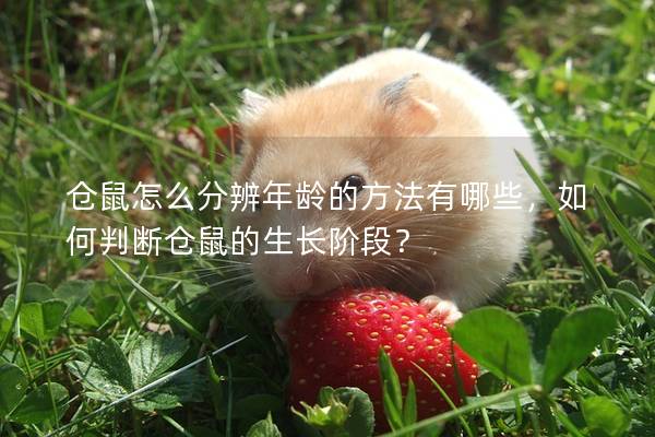 仓鼠怎么分辨年龄的方法有哪些，如何判断仓鼠的生长阶段？