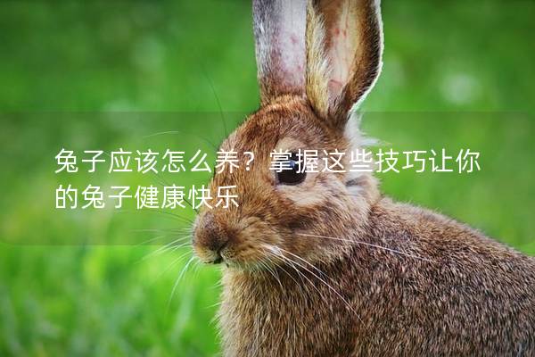 兔子应该怎么养？掌握这些技巧让你的兔子健康快乐