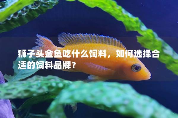 狮子头金鱼吃什么饲料，如何选择合适的饲料品牌？