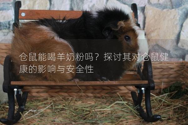 仓鼠能喝羊奶粉吗？探讨其对仓鼠健康的影响与安全性