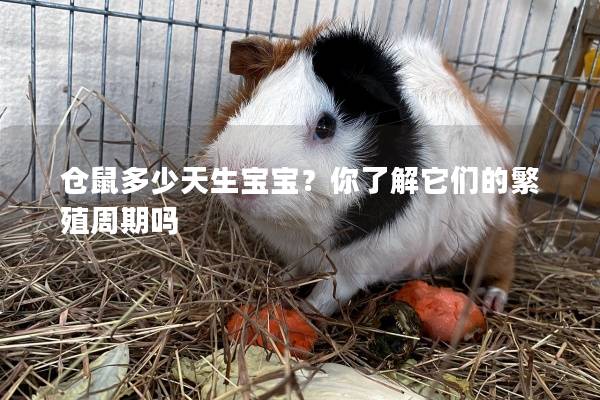 仓鼠多少天生宝宝？你了解它们的繁殖周期吗