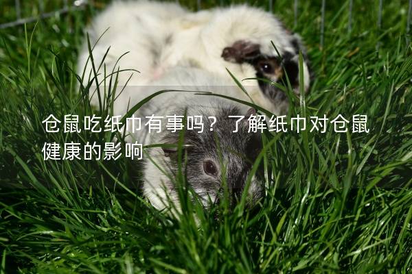 仓鼠吃纸巾有事吗？了解纸巾对仓鼠健康的影响