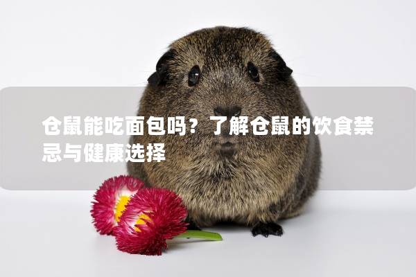 仓鼠能吃面包吗？了解仓鼠的饮食禁忌与健康选择