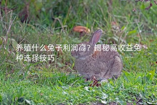 养殖什么兔子利润高？揭秘高收益兔种选择技巧