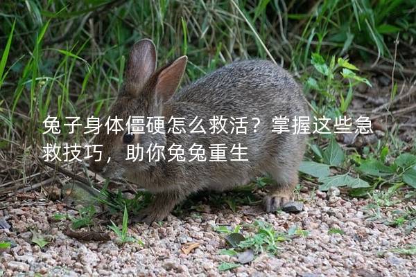 兔子身体僵硬怎么救活？掌握这些急救技巧，助你兔兔重生