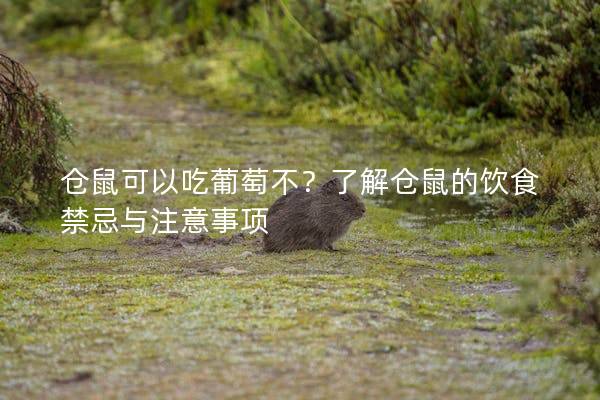 仓鼠可以吃葡萄不？了解仓鼠的饮食禁忌与注意事项