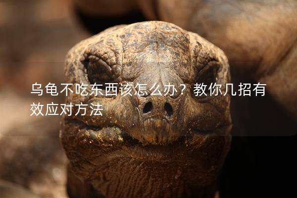 乌龟不吃东西该怎么办？教你几招有效应对方法