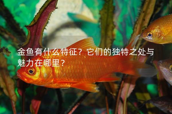 金鱼有什么特征？它们的独特之处与魅力在哪里？