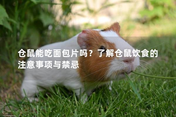 仓鼠能吃面包片吗？了解仓鼠饮食的注意事项与禁忌