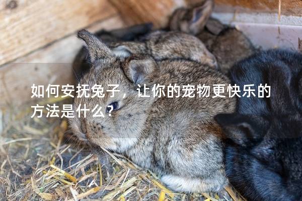 如何安抚兔子，让你的宠物更快乐的方法是什么？