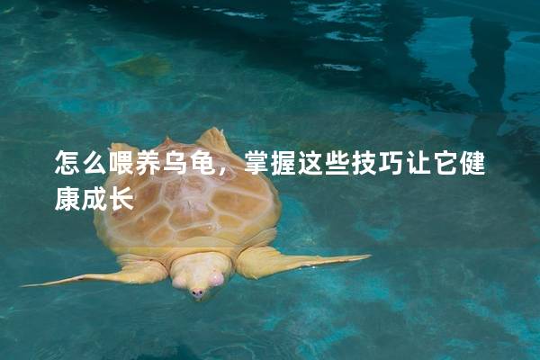 怎么喂养乌龟，掌握这些技巧让它健康成长