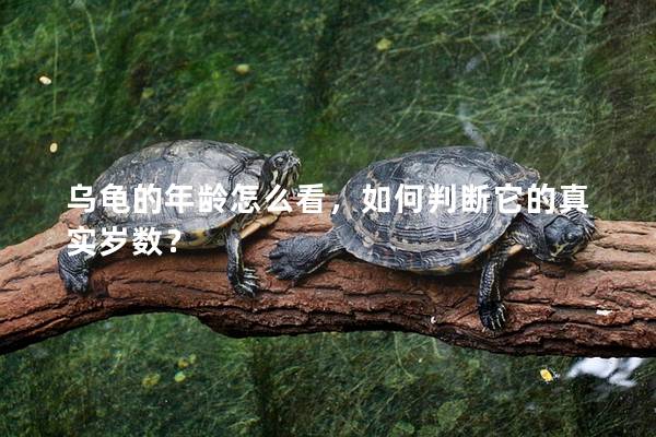 乌龟的年龄怎么看，如何判断它的真实岁数？