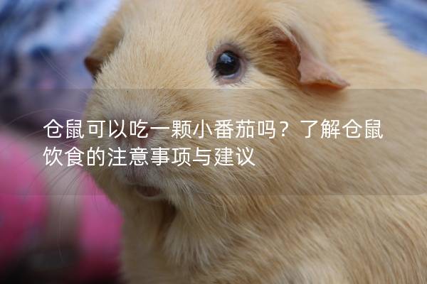 仓鼠可以吃一颗小番茄吗？了解仓鼠饮食的注意事项与建议